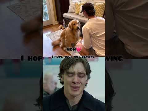 I hope your not leaving 🥹❤️ #goldenretreiver #dog #dogshorts #shortvideo #shorts