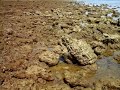 Mangrove Ecosystems and Their Importance