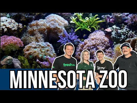 BRStv: Minnesota Zoo Coral Reef Tank Tour!