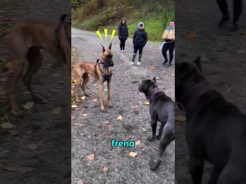 Este gran danés se asustó con el cane Corso  #canecorso #perros