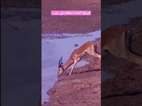 خوفت التمساح بقرونها الحاده  #shorts#