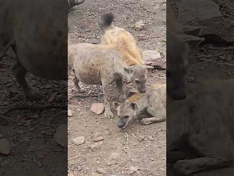 Hyena: Dominance Display and Clan Dynamics Revealed! #hyena  #wildlife #wildafrica #safarianimals
