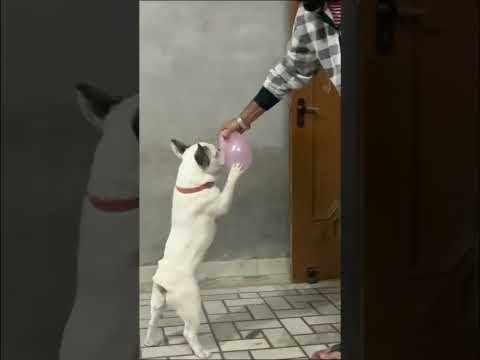 clever dog walking playfully 🐕🏃♂️🤔 #shorts #enjoy