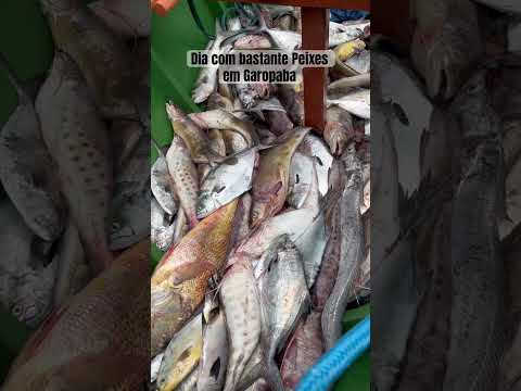 Dia com bastante Peixes em Garopaba