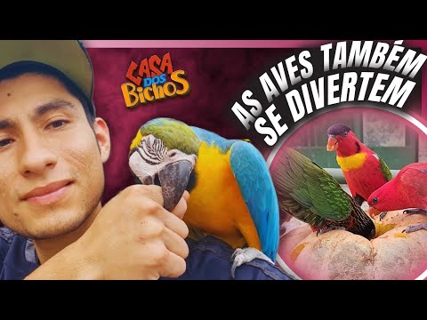 AS AVES ENLOUQUECERAM COM ESSE ENRIQUECIMENTO! | A CASA DOS BICHOS