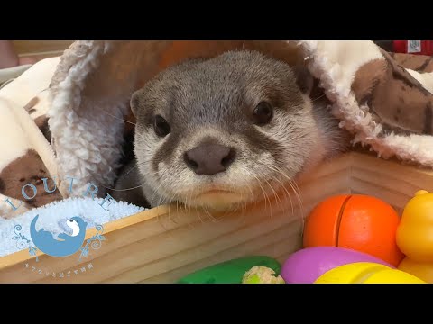 Otter Wants To Be Wrapped In A Towel