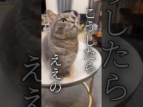 猫を迎えたらまず押さえるポイントと快適な暮らしのヒント サムネイル