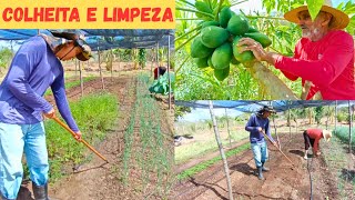DIA DE COLHEITA DE MAMÃO E LIMPEZA DA HORTA NO SÍTIO VEJAM SÓ +Começamos a Limpeza da Macaxeira