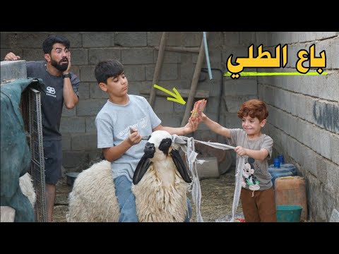 الطلي اختفى فجأة! 🐏كنان ورا السالفة؟|🔫#هههه 😂
