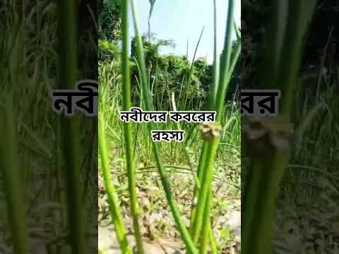 নবীদের কবরের রহস্য #shorts #shortsvideo #islam #foryou