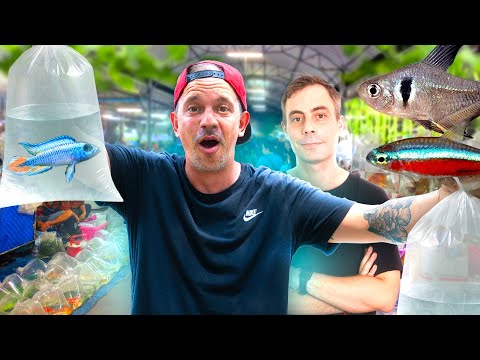 ON REMPLIT L'AQUARIUM DE MON COLOC AU PLUS GROS MARCHÉ DE POISSONS AU MONDE ! 🇹🇭🐟- TOOPET