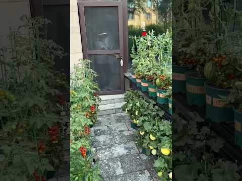 how to forming #garden #vegetables #gardening #growyourownfood #fruit #dj #pastorallife