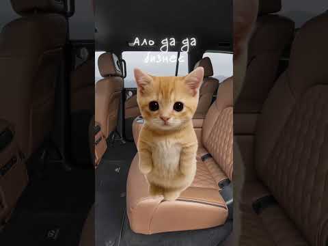 Infinity QX80 Autograph! Кисы объясняют 😻