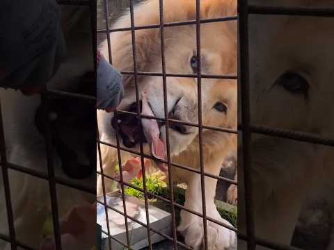 أسد جائع كاد أن يأكل يدها نظرة مرعبة!😰