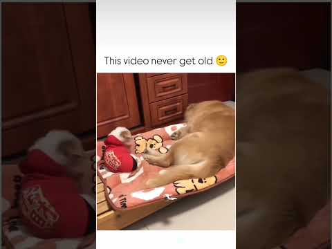 awwww this video never get old 😂😂🤭#awww #cute #goldenretreiver #dog #playing #with #his #friend😚😂