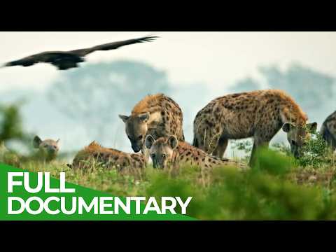 Wild Uganda – The Untamed Heart of Africa | Free Documentary Nature