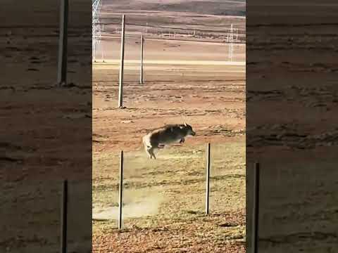 Smart Gray Wolf Climbs Over the Fence! 🐺😲 #wolf #wolfpack #wolfdog #shorts