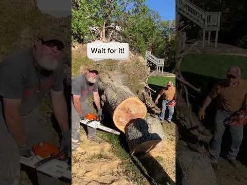 Wait for it!  Huge Tree root base settles back into its place!