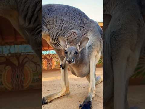Baby kangaroo is awake bright and early! ?? #animals #cuteanimals #shorts