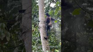 Amazing skill man climbing and cutting tree #shorts
