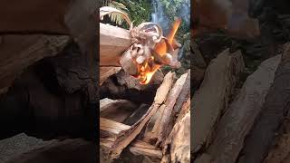 Outdoor kitchen #soundofnature  #solocamping #cookingvideo