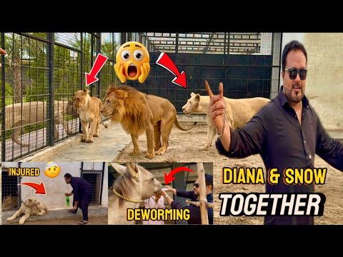 Simba snow pr Diana ki waja say aggressive 😱leo injured 😰sultan deworming done😋(mian saqib)