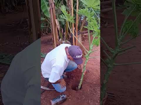 Depois de 43 dias já está toda enraizada essa muda de mamão! #mamão #plantas #agro