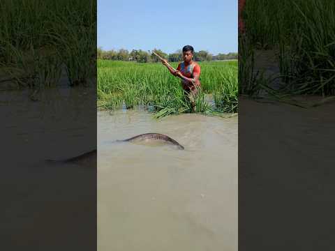 How did you catch such a big boal fish?