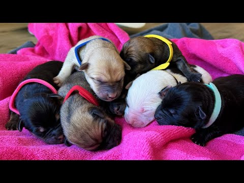 Day Old Puppies!