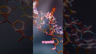 What Makes DNA and RNA So Different?