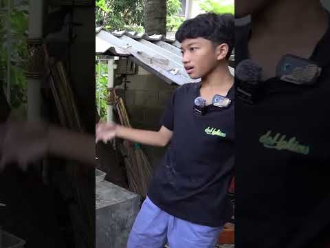 BOCIL K3M4TIAN JADI BREEDER KURA2 PUNYA KOLEKSI TERLANGKA DI INDO!! NINO TURTLE KING #AudreyA