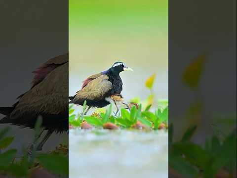 Mother Bird Protecting and Feeding Her Chicks | Heartwarming moments๐ฅน#wildlife #naturelover #birds