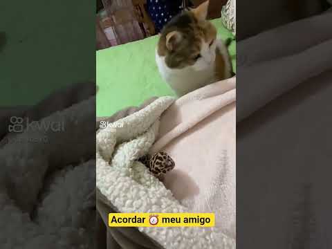 acordar ⏰ dorminhoco