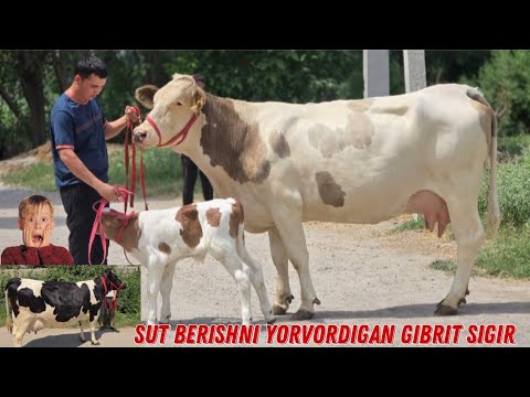 Rekordchi Sigir Baraka Boldi 95 090 95 15 SHERZOD Akadan Yangi Partiya Sigirlar 