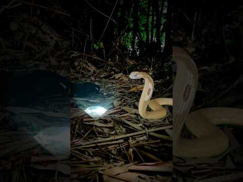दुष्ट तांत्रिक और नागिन की कहानी👹//ghost video//#shorts #ghost #snake #nagin