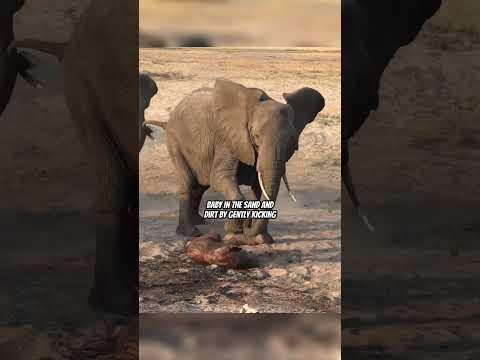 Why Do Elephants Put Dirt & Sand On Their Babies After Giving Birth? #shorts #elephant