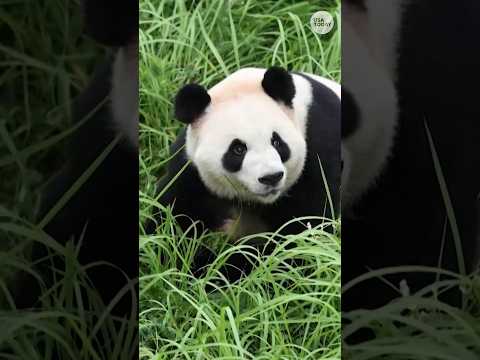 Two giant pandas set off from China for 10-year stay at Zoo Atlanta