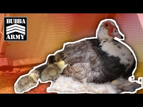 Lummy's Brave Act: Saving a Family of Ducks from Harm