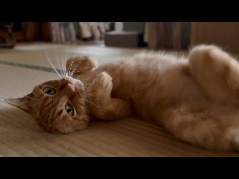 暇なので転がってみた　Bored Luna Just Rolling Around