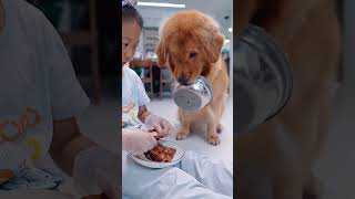 Such a spoiled golden retriever. It refuses to eat unless you feed it by hand.矫情金毛：放着不吃，要喂才吃 #dog