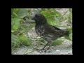 Darwin's Finches and Evolution Concepts
