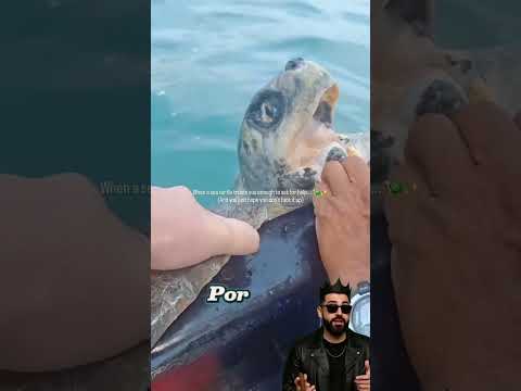 Tenía la boca llena de percebes #tortuga #percebes #mar #ayuda