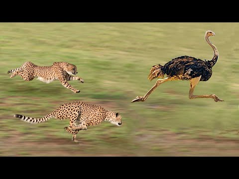 Top 5 Cheetah Attacks | Cheetah vs Ostrich, Warthog and Gazelle - Amazing footage!