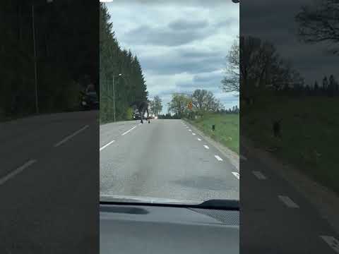 The baby horse straggling to cross the road