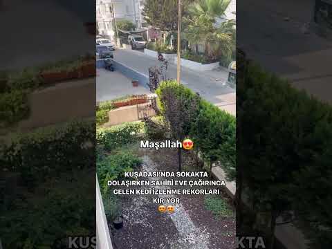 Nasıl da Söz Dinliyor🥰 #shorts #pati #pet #pets #cat #love #nature #keşfet #reels #viral @endogaltv