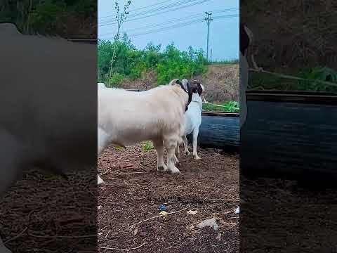 The backup boys are starting to go into battle 2355