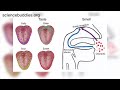 Neuroscience of Taste Perception