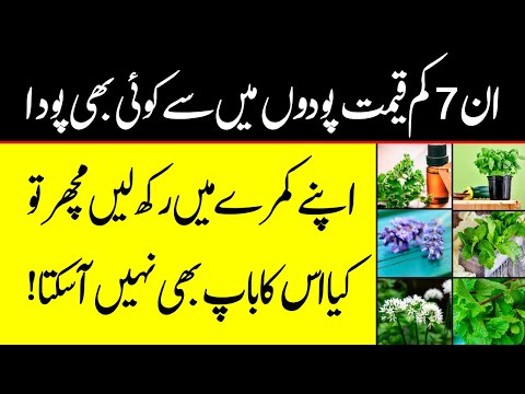 7 Mosquito-Repelling Plants You Need || Natural Ways To Get Rid Of Mosquitoes In Your Home