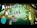 Exploring Animal Adaptations and Their Functions