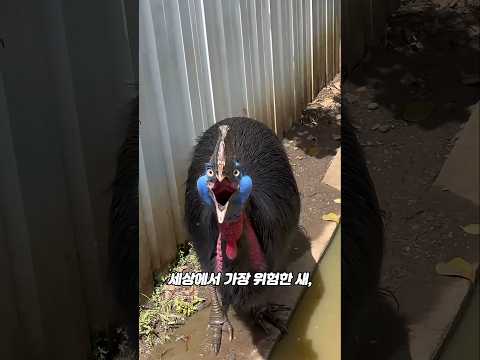 가장 위험한 전 세계 살인조 1위, 화식조